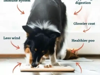 Transition a small dog to a raw food diet.