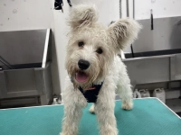 Fluffy dog at kuri dog grooming station