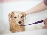 Small dog in a tub being washed