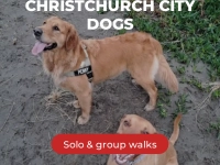 Solo or Group dog walks for christchurch dogs