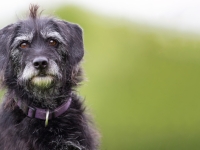 Senior dog close up in outdoors nature