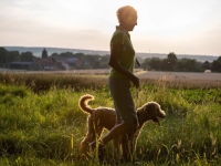 dog walking in long grass