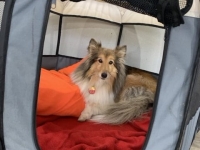 Small dog resting in a portable pop-up tent. The dog feels safe in it's own bed.