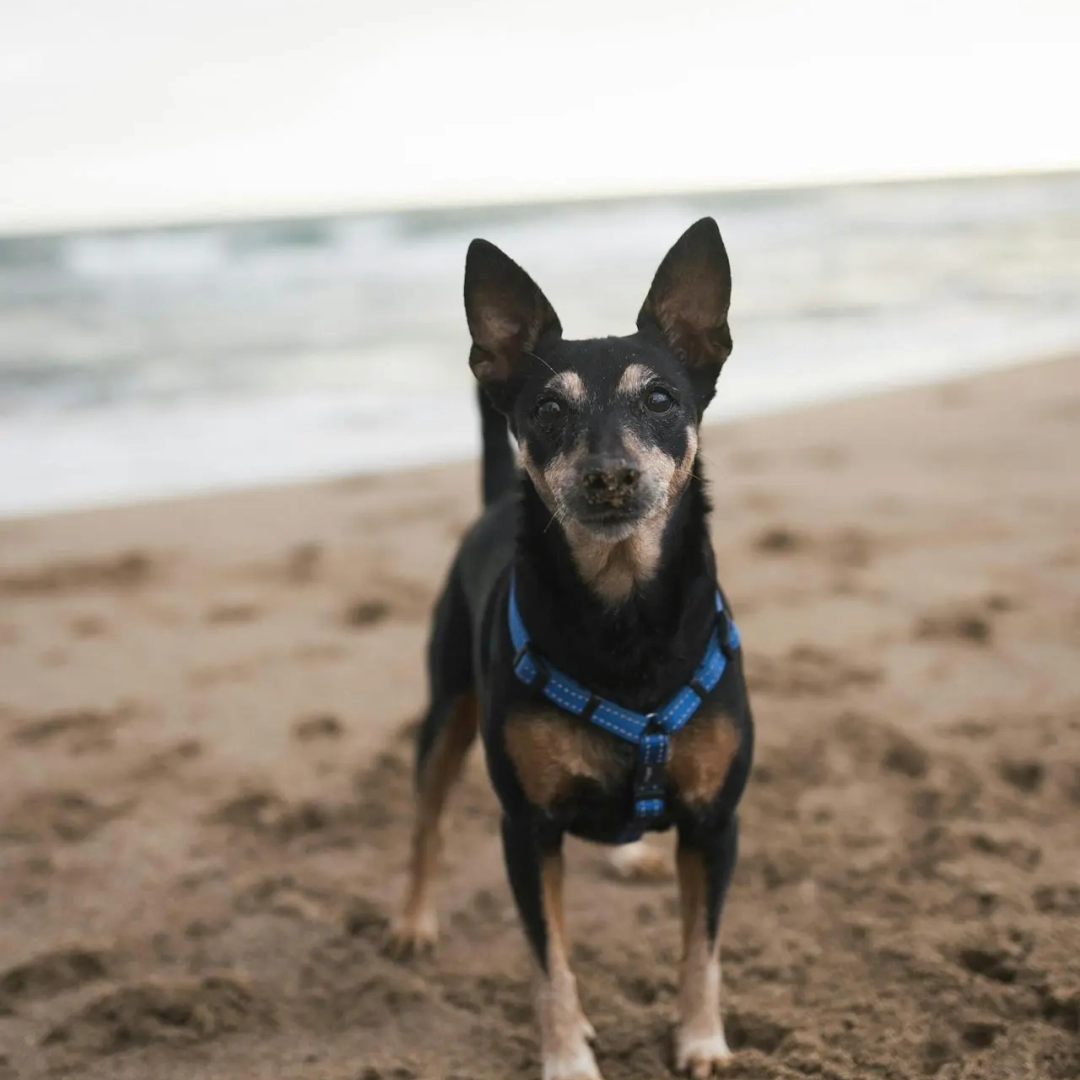 Dog on a beach going for a walk
