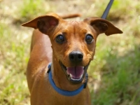 Little brown dog smiling at the camera on a lead going for a walk