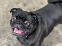 Pug attending Kuri City Doggy Daycare